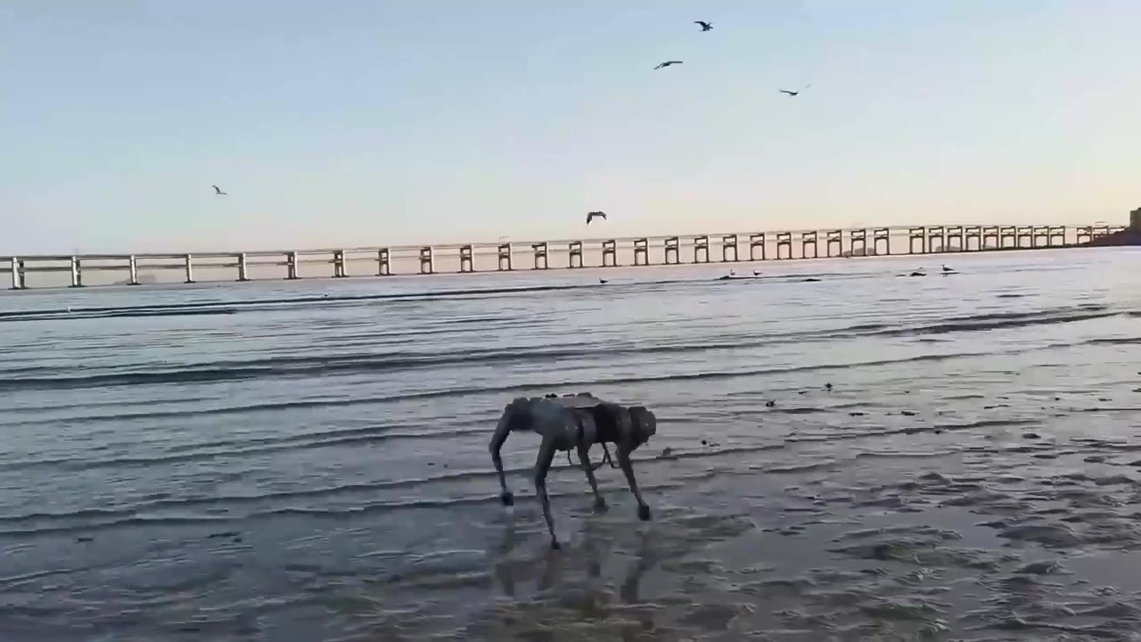 四足机器人海边散步